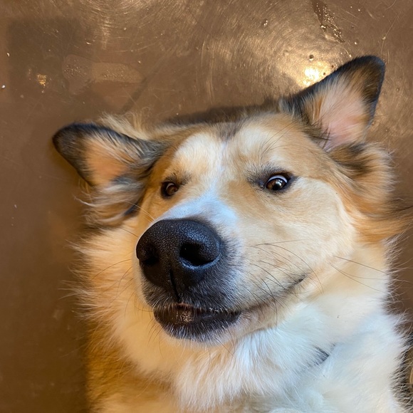 Meet your Posher, Brandy - Picture 1 of 1